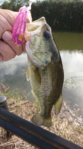 ブラックバスの釣果