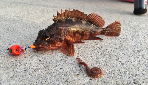 カサゴの釣果