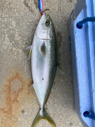 ワカシの釣果