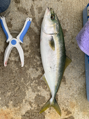 ワカシの釣果