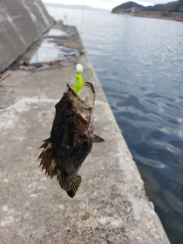 タケノコメバルの釣果