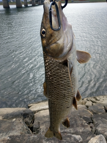 ニゴイの釣果