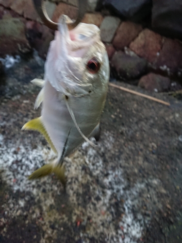 メッキの釣果