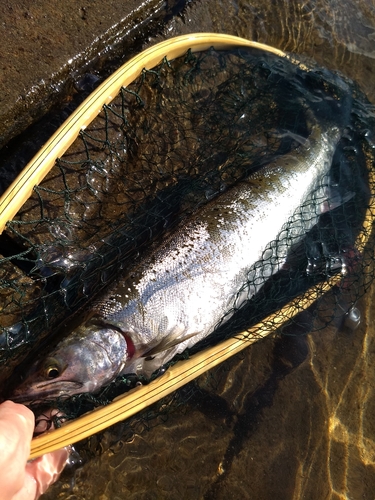 ヤマメの釣果