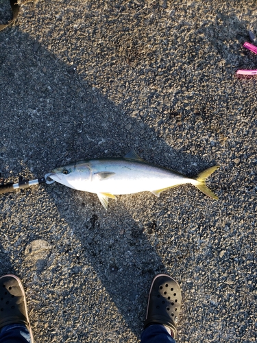 ハマチの釣果