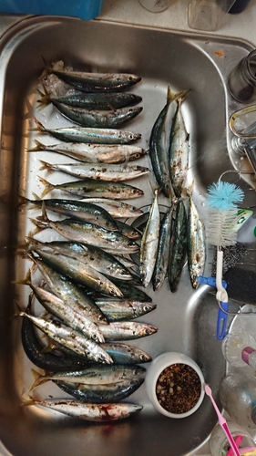 ムロアジの釣果