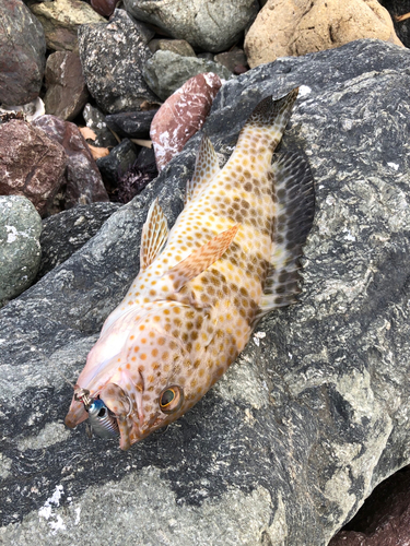 オオモンハタの釣果