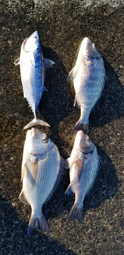 チヌの釣果