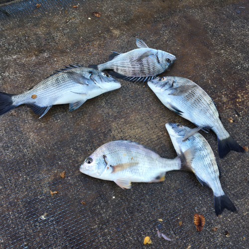 チヌの釣果