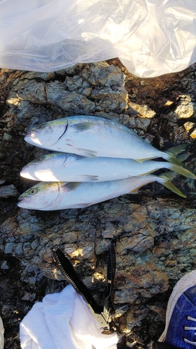 イナダの釣果