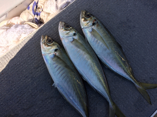 マアジの釣果