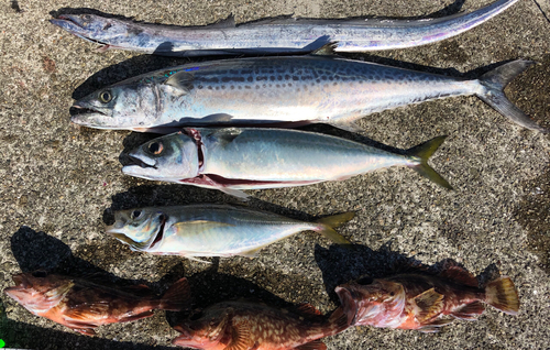 サゴシの釣果