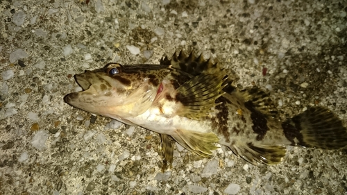 タケノコメバルの釣果