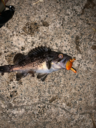 クロソイの釣果