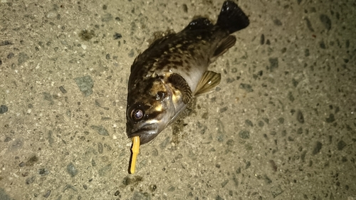 クロソイの釣果