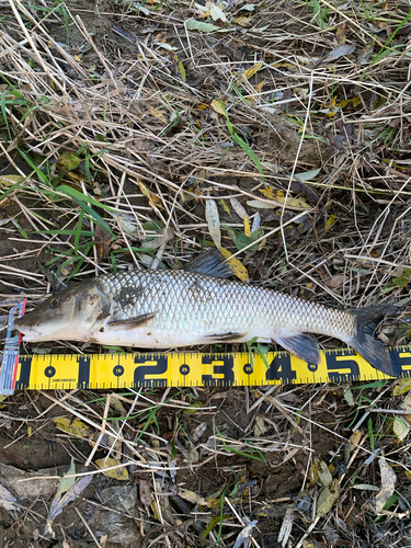 ニゴイの釣果