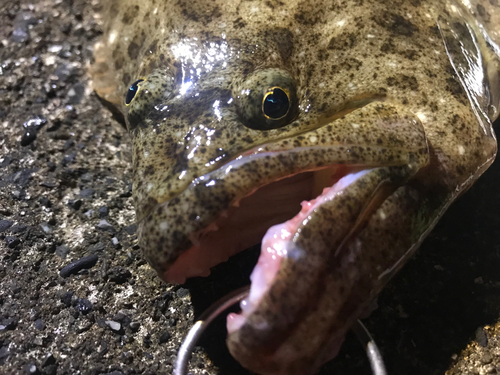 ヒラメの釣果