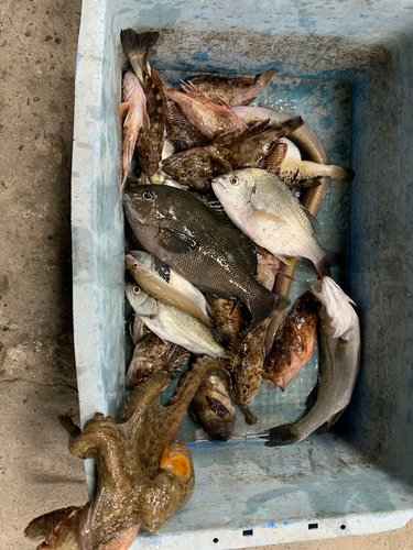 セイゴ（マルスズキ）の釣果