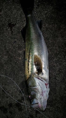 スズキの釣果