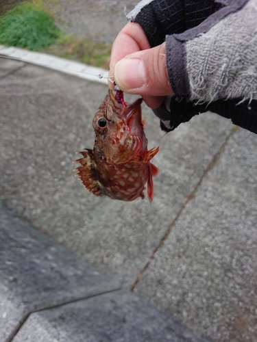 カサゴの釣果