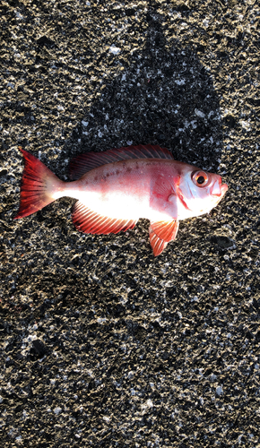 キントキダイの釣果