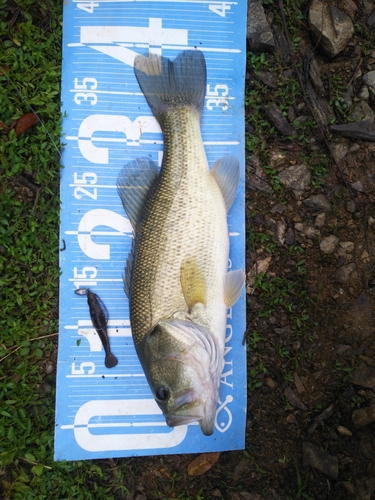 ブラックバスの釣果