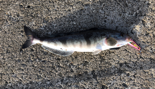 ホッケの釣果