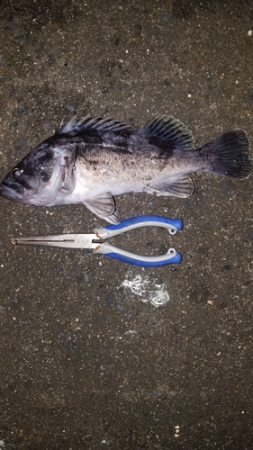 マゾイの釣果