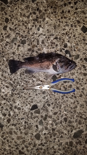 クロソイの釣果