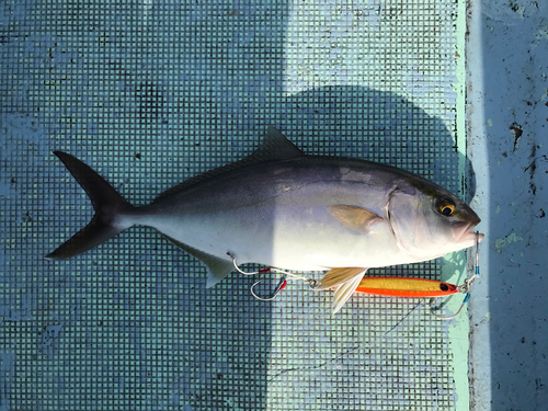 ネリゴの釣果