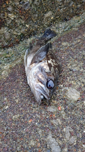 クロソイの釣果