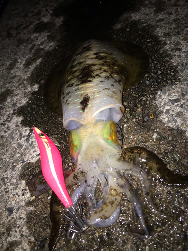 イカの釣果