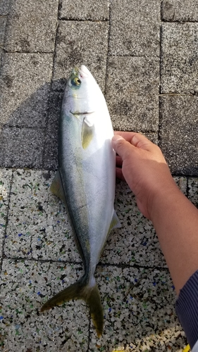 ハマチの釣果