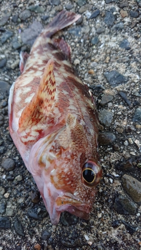 カサゴの釣果