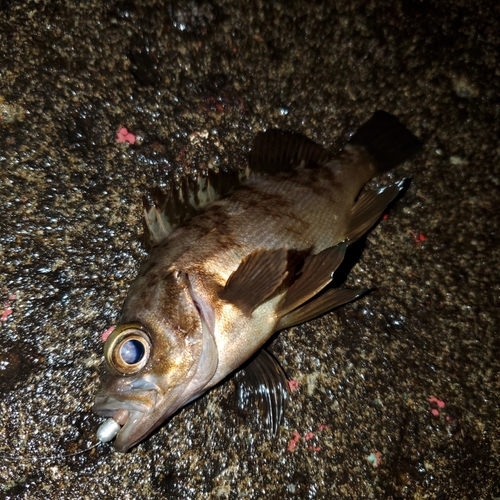 メバルの釣果