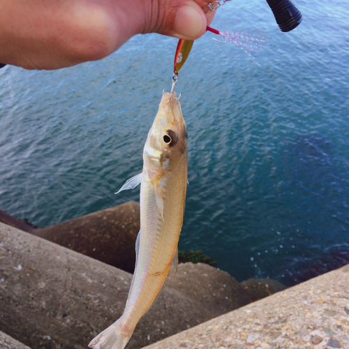 キスの釣果