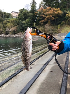 アイナメの釣果