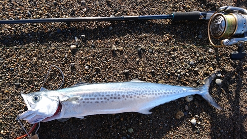 サゴシの釣果