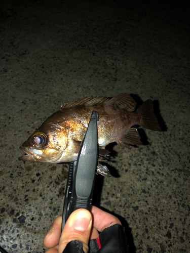 アカメバルの釣果