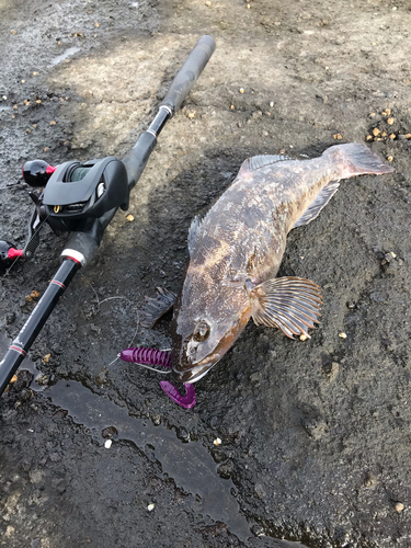 アイナメの釣果