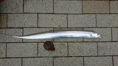 タチウオの釣果