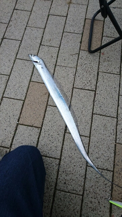 タチウオの釣果