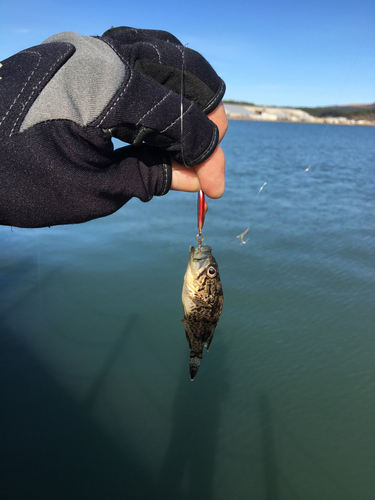 クロソイの釣果