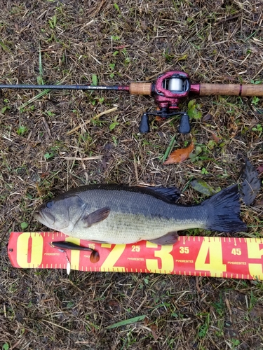 ラージマウスバスの釣果