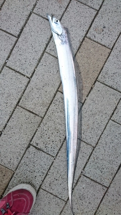 タチウオの釣果