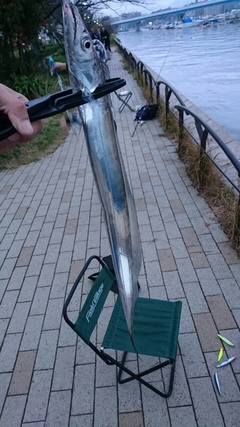 タチウオの釣果