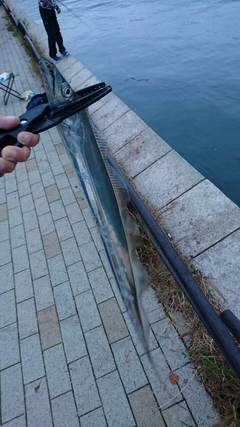 タチウオの釣果