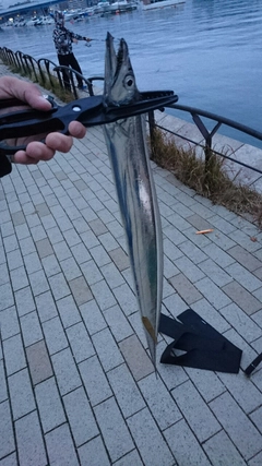 タチウオの釣果