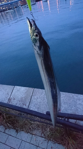 タチウオの釣果