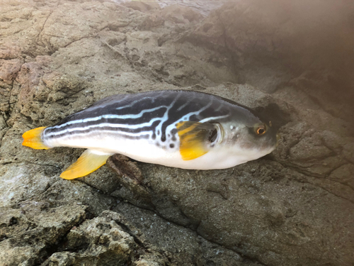 シマフグの釣果